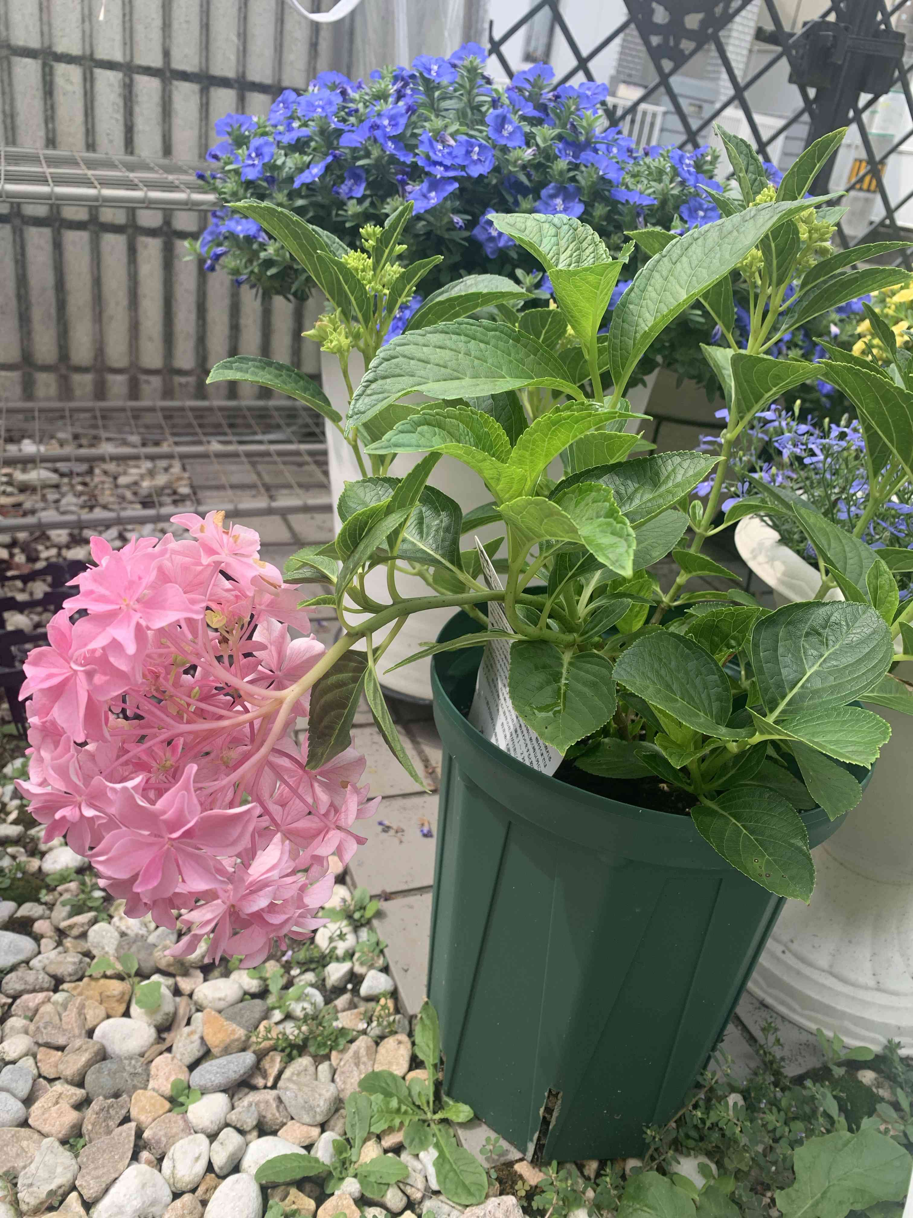 プレミアム ハイドランジア | 三ツ星品質