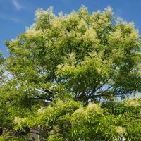 シマトネリコ,シマトネリコ,横浜イングリッシュガーデン,モクセイ科,今日のお花の画像