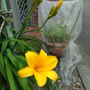 ヘメロカリス,季節の花,お隣の庭,フェンスの画像