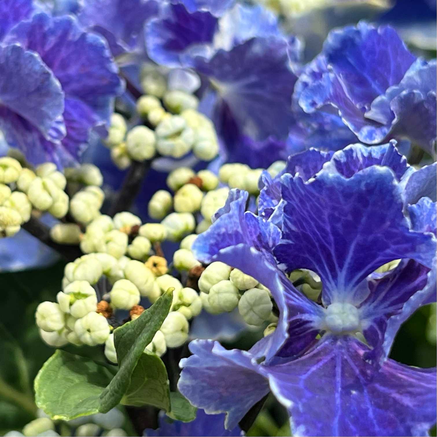 花 trapics 神戸三宮の紫陽花 🔆 今でしょ 2024｜🍀GreenSnap（グリーン