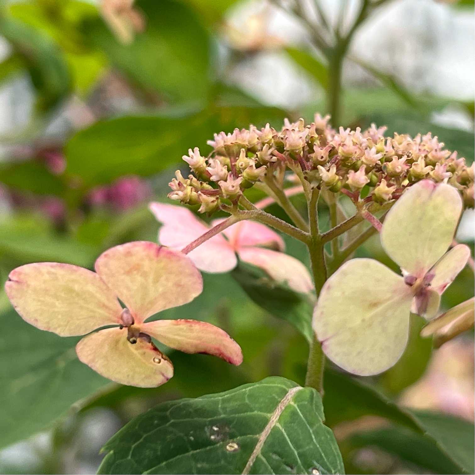 trapics 神戸三宮の紫陽花 🔆 今でしょ 2024｜🍀GreenSnap（グリーン