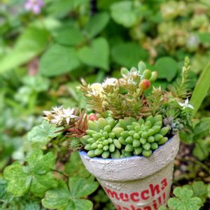 多肉植物,大好き,多肉寄せ植え,可愛い,お気に入り♡の画像