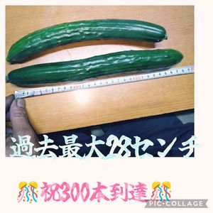 節成りキュウリ,プランター野菜,ベランダの画像