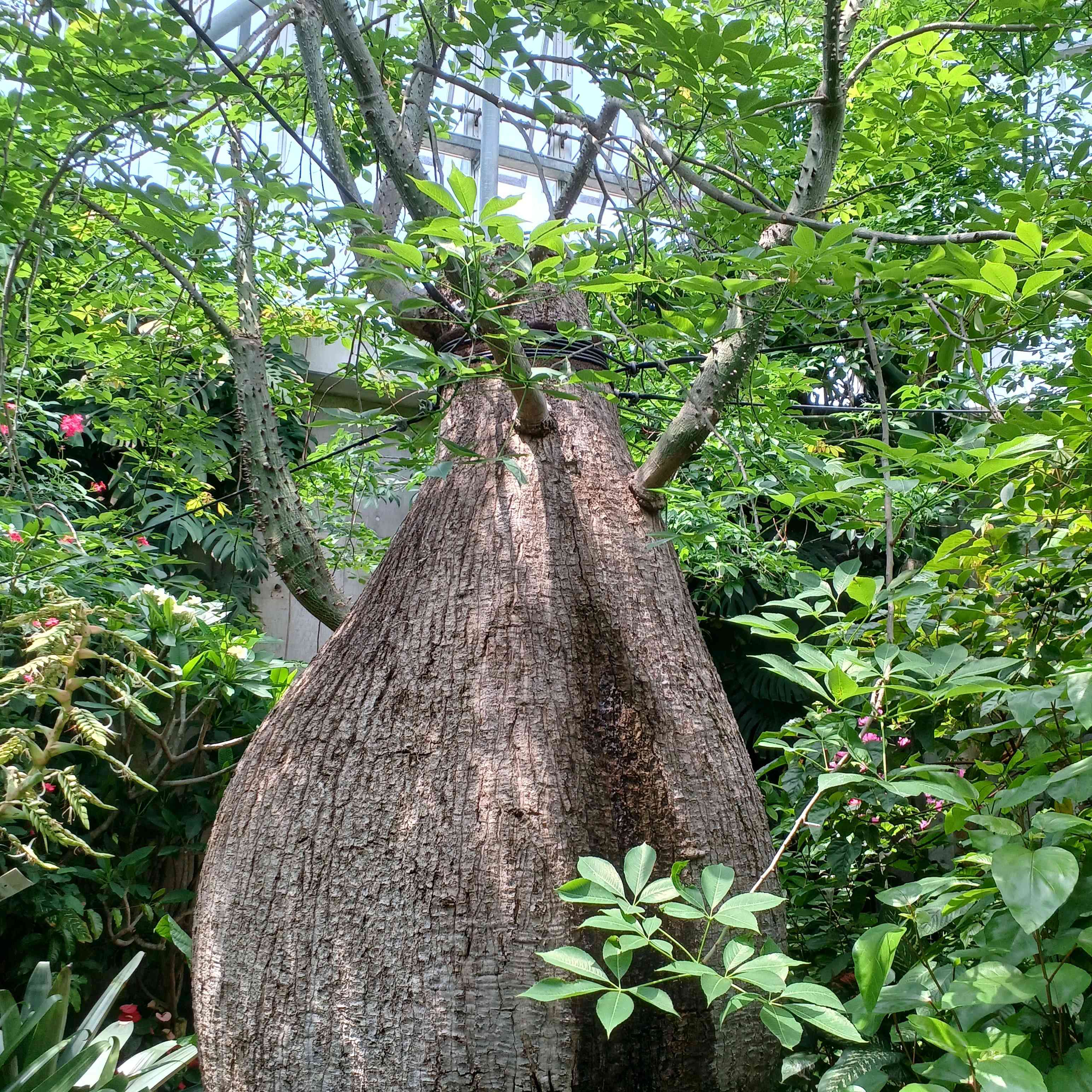 ツンベルギア マイソレンシスの一覧｜🍀GreenSnap（グリーンスナップ）