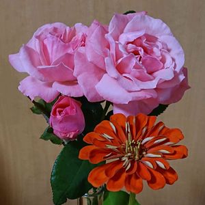 百日草,ピンクのお花,花瓶の花,大好きな色,ばら バラ 薔薇の画像