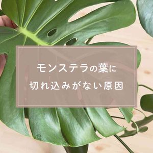 モンステラ,観葉植物,ガーデニング,緑のある暮らし,植物のある暮らしの画像