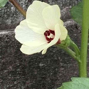 オクラ,オクラの花,プランター野菜,家庭菜園の画像