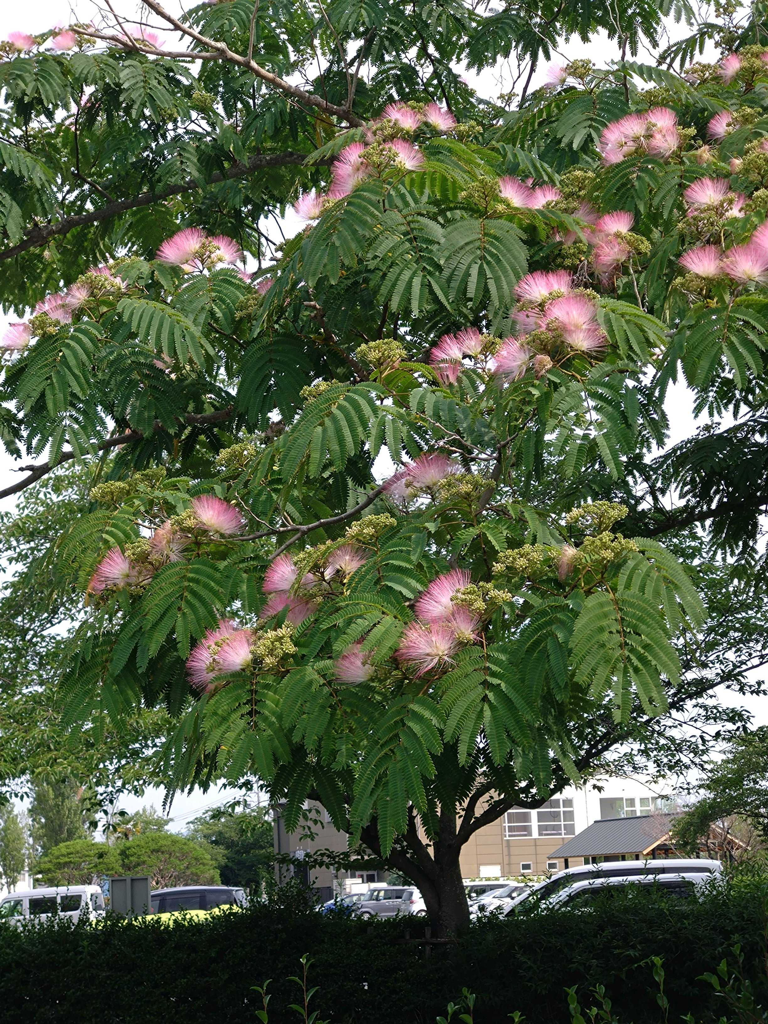 蓮の花を眺めに｜🍀GreenSnap（グリーンスナップ）
