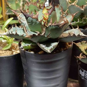 アガベ・オテロイ,珍奇植物,趣味,アガベ AGAVE,寝室の画像