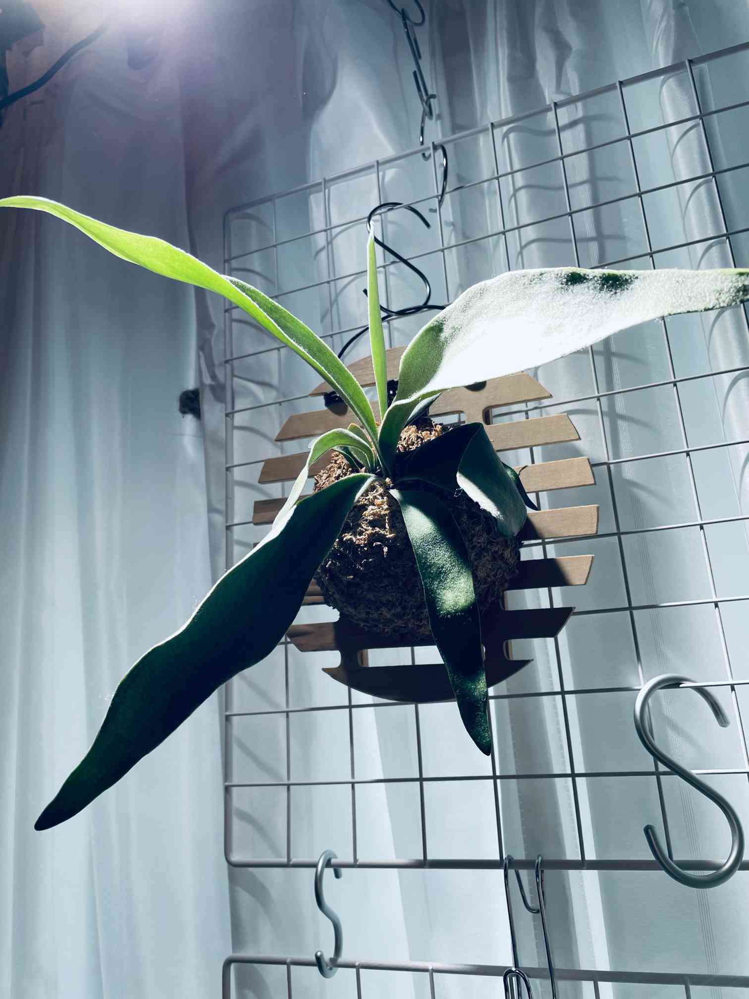 ビカクシダ101-ベイチー｜🍀GreenSnap（グリーンスナップ）