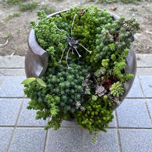 多肉植物 寄せ植え,割れた壺の寄せ植え,割れた壺よ寄せ植え,もりもり多肉,仙人様の画像