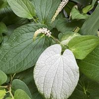 ハンゲショウ,山野草,スマホ写真,武器ではなく花を,世界が平和でありますようの画像