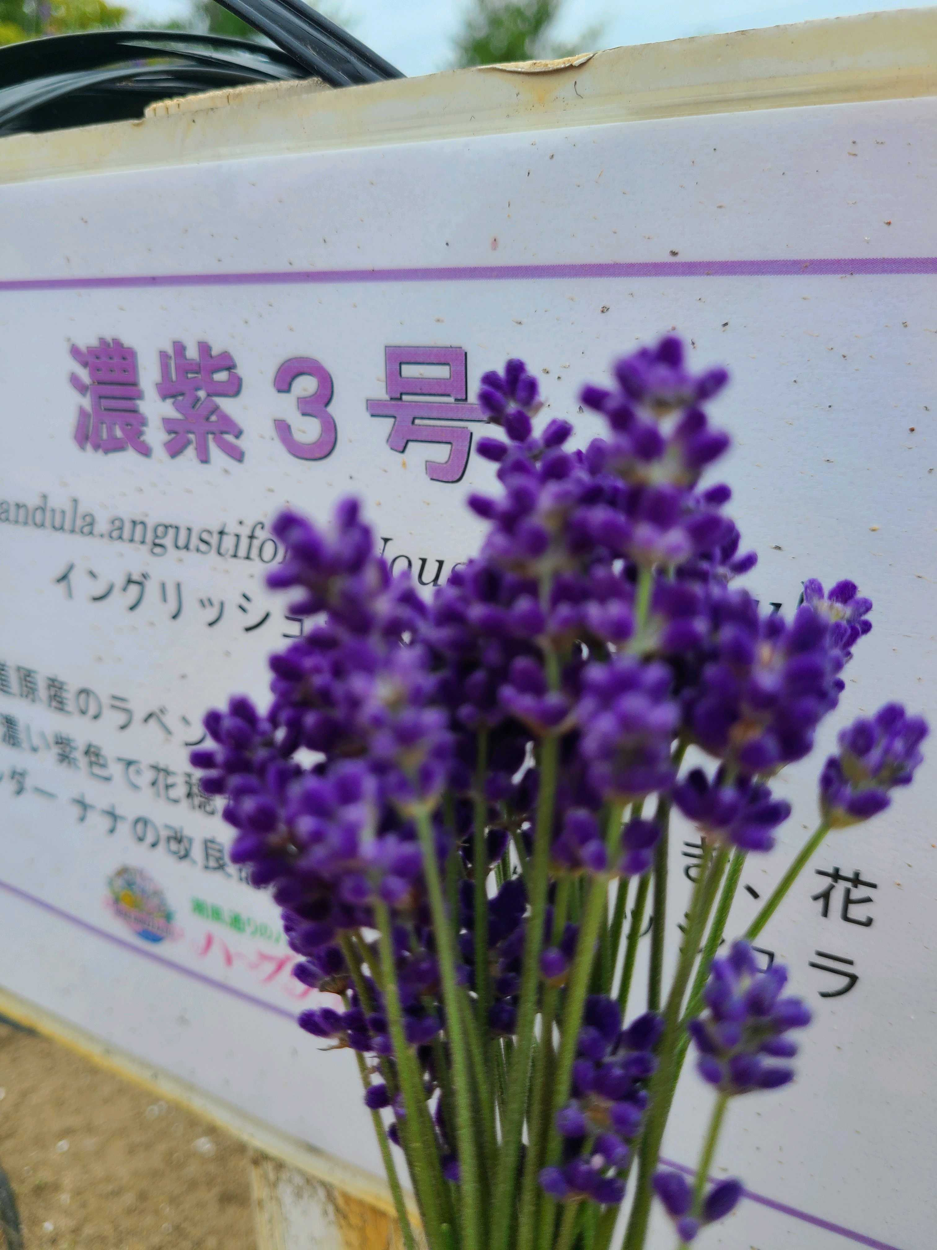 NO20 ハーブワールド秋田｜🍀GreenSnap（グリーンスナップ）