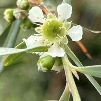 レモンティーツリー,レモンティーツリー,散歩中,フトモモ科,山梨県の画像