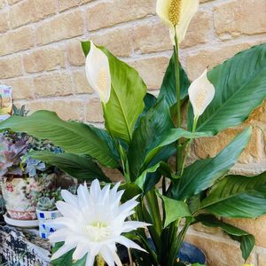 ガーベラ,サボテン,スパティフィラム,短毛丸,サボテンの花の画像