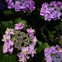 アジサイ,秋明菊,ホスタ・フレグラントブーケ,アジサイ てまりてまり,紫陽花・城ヶ崎の画像