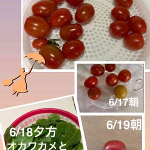 ミニトマト,ぷちぷよ（プチトマト）,ミニトマト マンマミーア,ステラミニトマト,スプライトトマトの画像