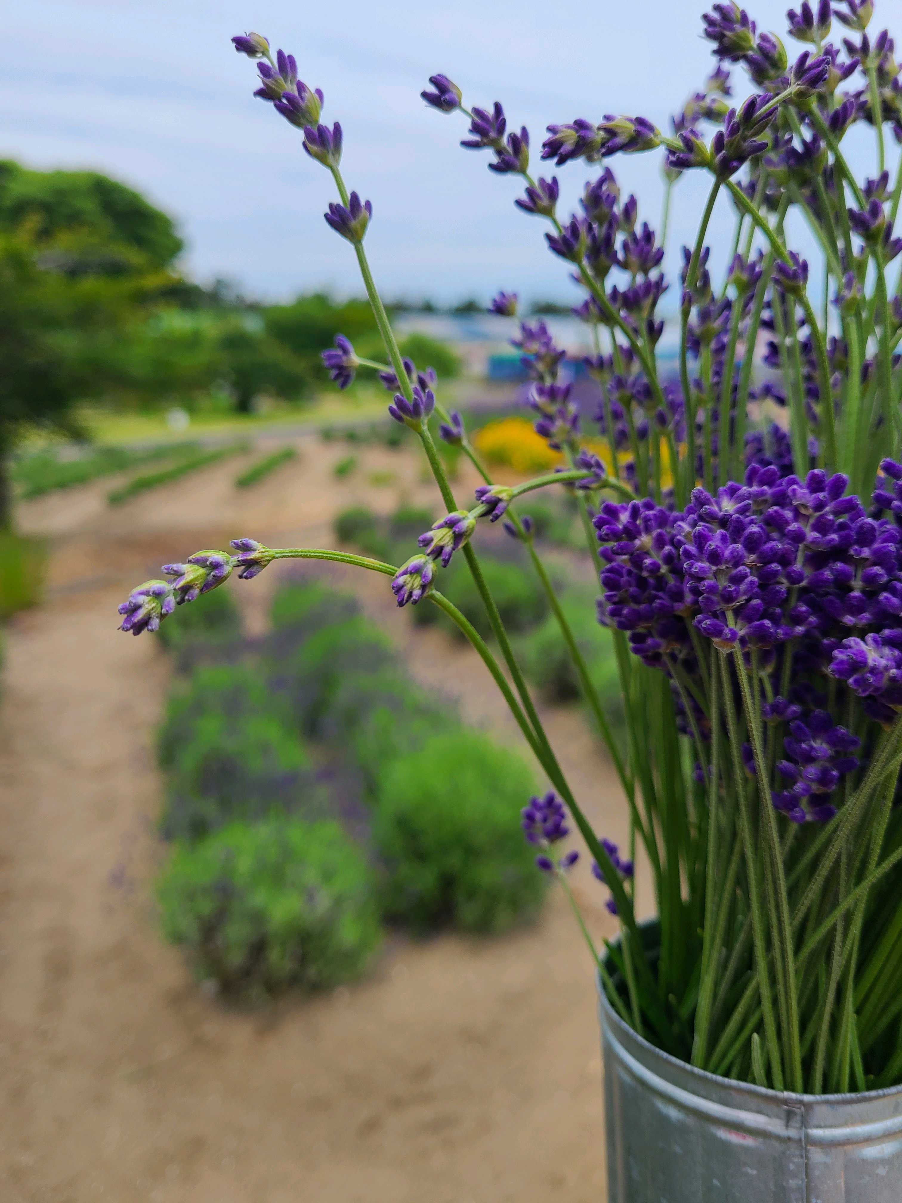 イワタデンキラグジュアリーグローブ 紫