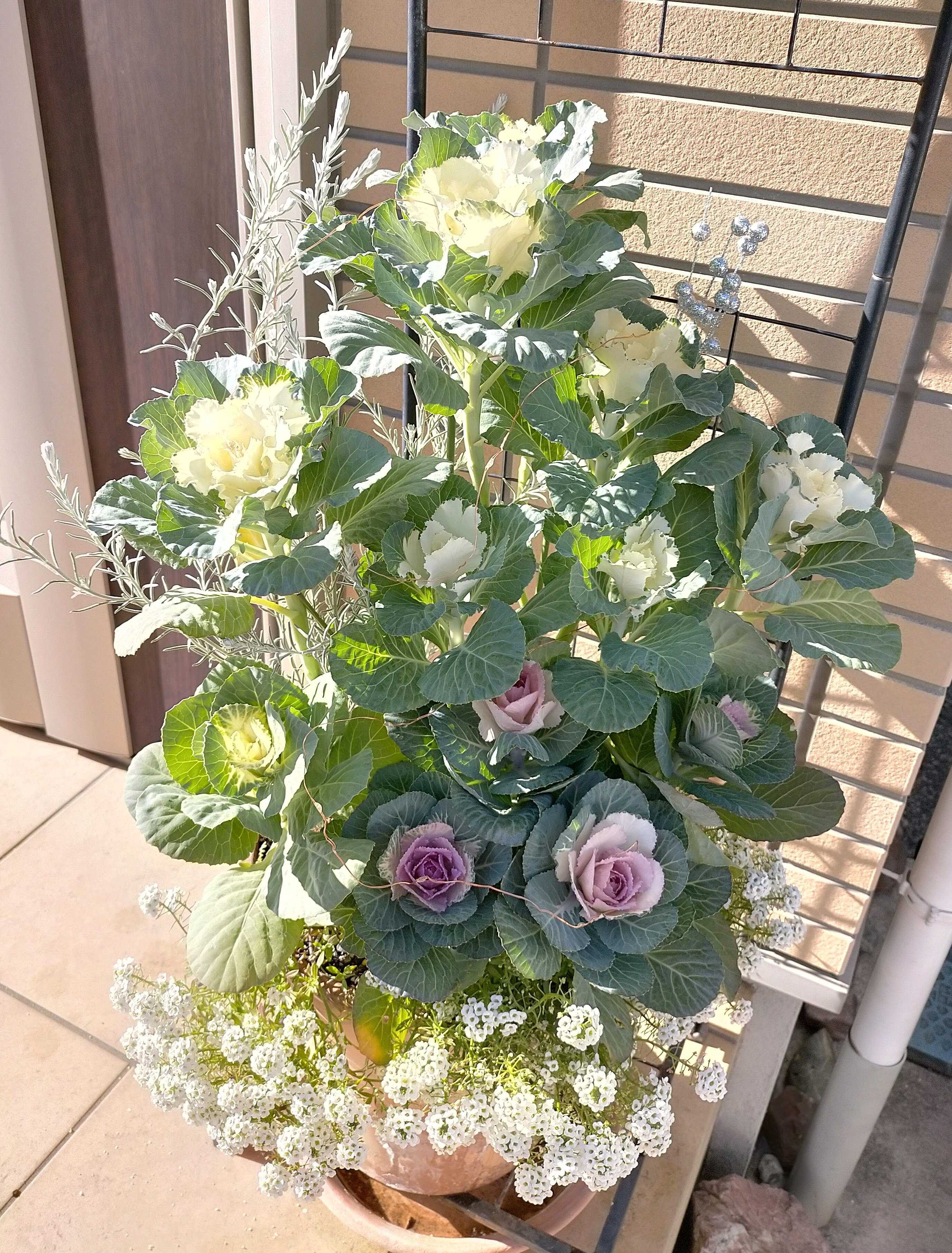 ミニ葉牡丹の誤解｜花と雑貨の情報館