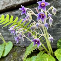 イワタバコ,山野草,花散歩,癒しの時間,強羅公園の画像