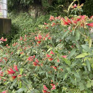 芝生,山の木々,アルストロメリア 原種,茅萱,茅萱の画像