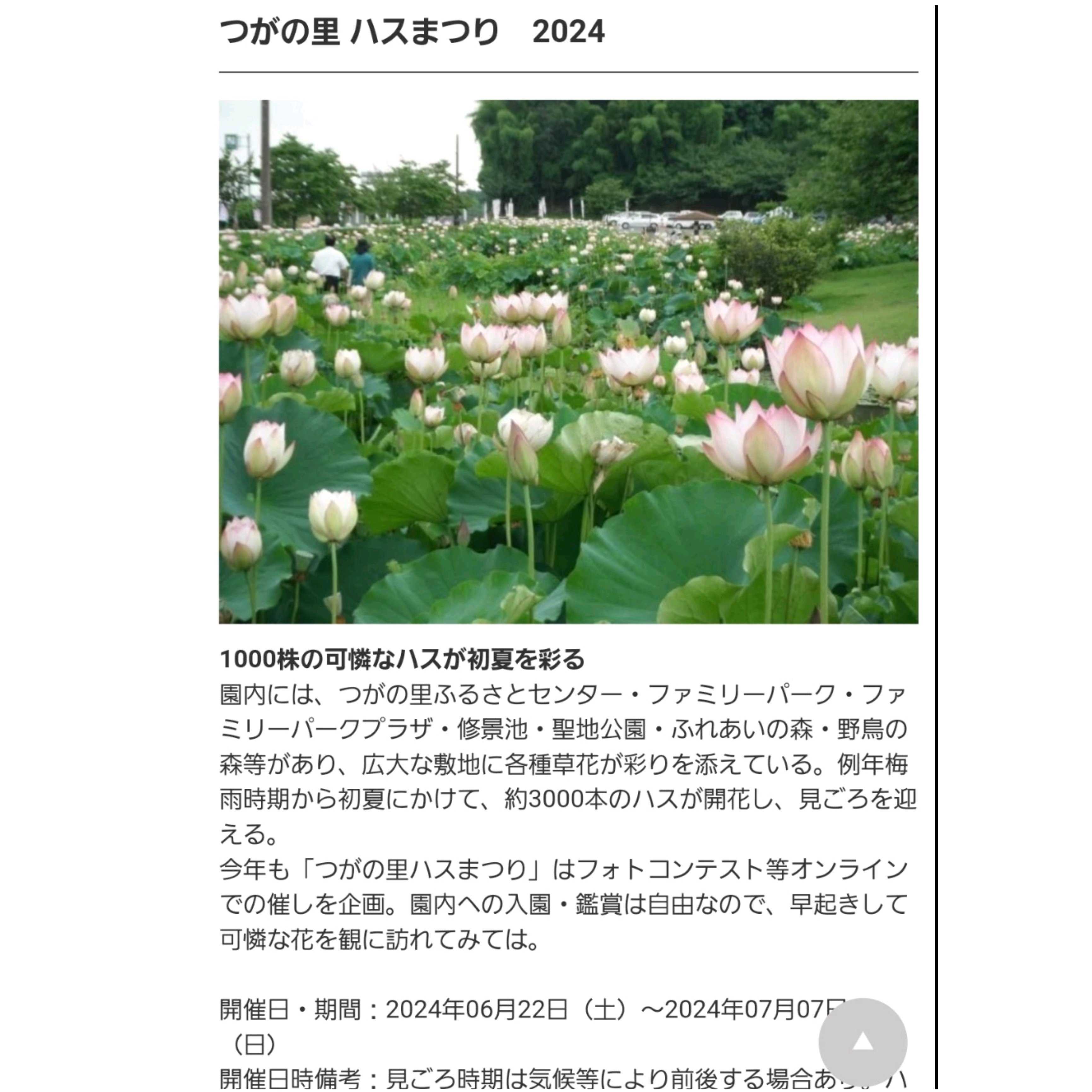 ハスの蕾 淡い緑色とピンク色 No.132 つがの里 ハス 2024年｜🍀GreenSnap（グリーンスナップ）