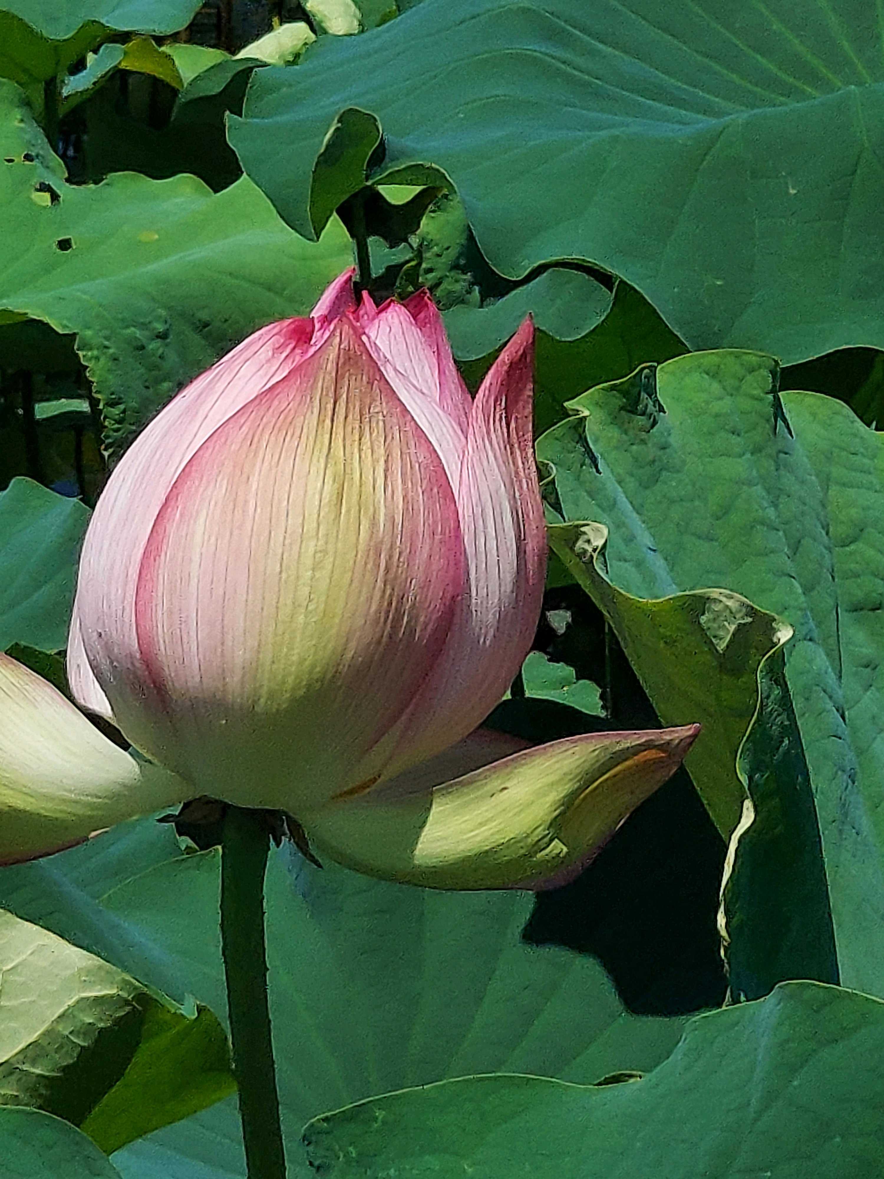 ハスの蕾 淡い緑色とピンク色 No.132 つがの里 ハス 2024年｜🍀GreenSnap（グリーンスナップ）