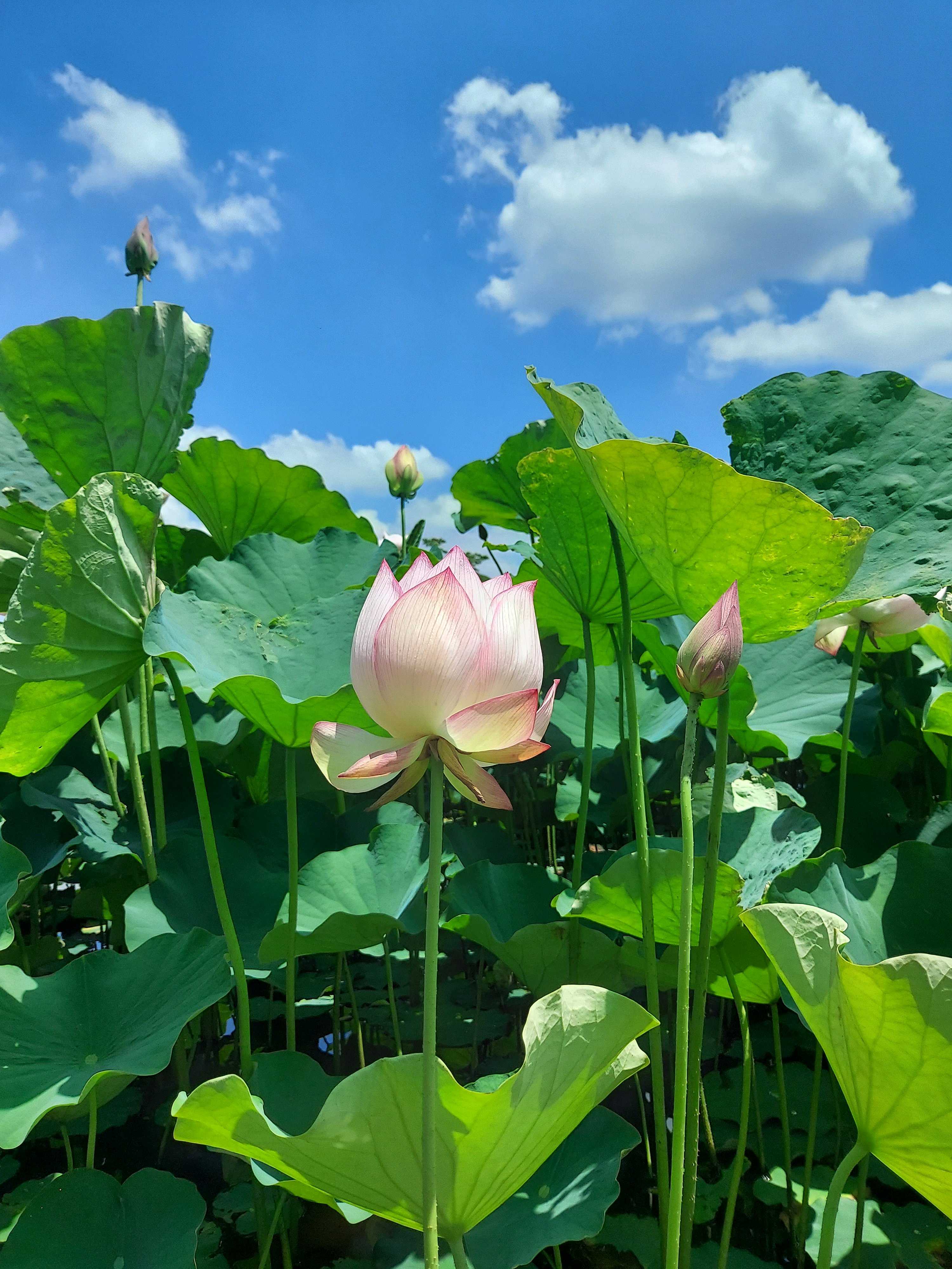 No.132 つがの里 ハス 2024年｜🍀GreenSnap（グリーンスナップ）