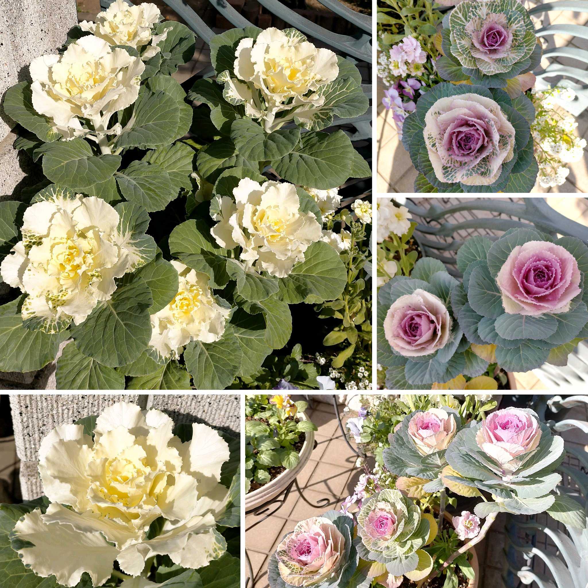 ミニ葉牡丹の誤解｜花と雑貨の情報館