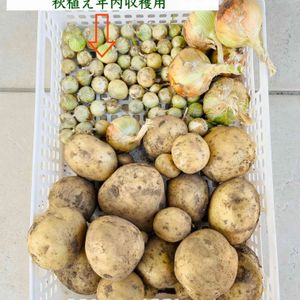 玉ねぎ,タマネギ,ホーム玉ねぎ,プランター野菜,プランター菜園の画像