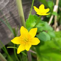 リュウキンカ,野の花山の花の画像