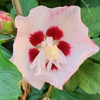 ムクゲ,ムクゲ モーニングサンシャイン,山野草,アオイ科,季節の花の画像