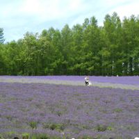 オダマキ,ラベンダー,イングリッシュラベンダー,ルバーブ,フランス菊の画像