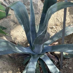 アオノリュウゼツラン,観葉植物,温室,北海道,札幌の画像