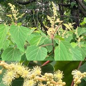 ネズミモチ,ネズミモチ,ムラサキシキブ,ムラサキシキブ,ナナミノキの画像