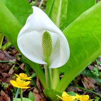 ミズバショウ,ミズバショウ,リュウキンカ,リュウキンカ,水芭蕉の画像