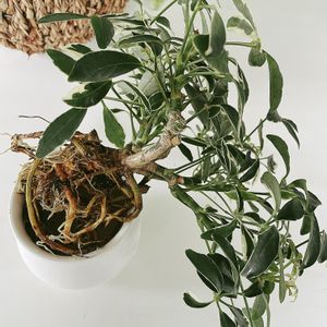 シェフレラ,シェフレラ・ムーンドロップ,観葉植物,害虫駆除,キキ　シェフレラの画像