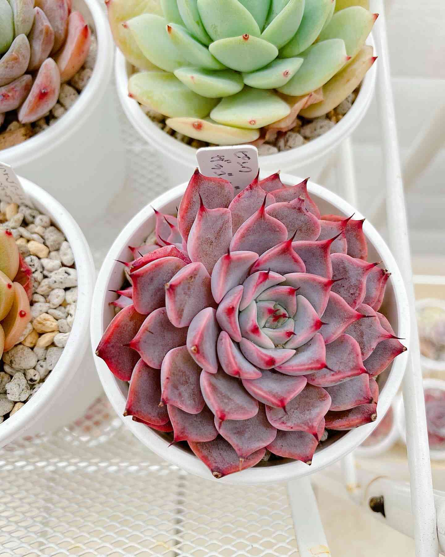 在庫1❣️エリークイーン×ヘレナ❣️カット ランダム エケベリア 寄せ