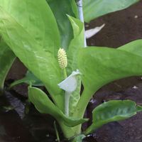 ミズバショウ,ミズバショウ,サトイモ 科,小石川植物園,仏炎苞の画像