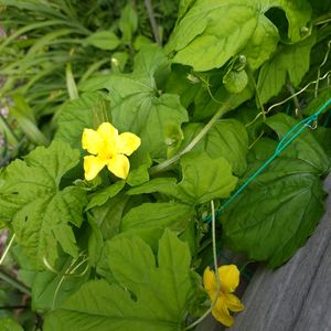 ゴーヤ,お隣の庭,フェンス,家庭菜園の画像