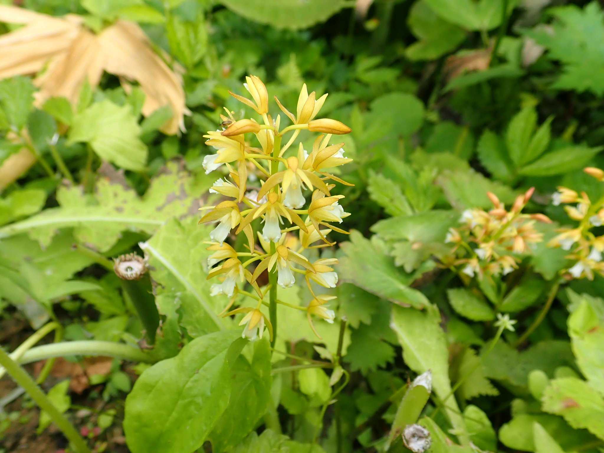 妙高山の山野草|🍀GreenSnap(グリーンスナップ) 妙高山の山野草|🍀GreenSnap(グリーンスナップ)