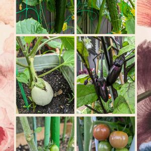 プランター野菜,富山支部,家庭菜園の画像