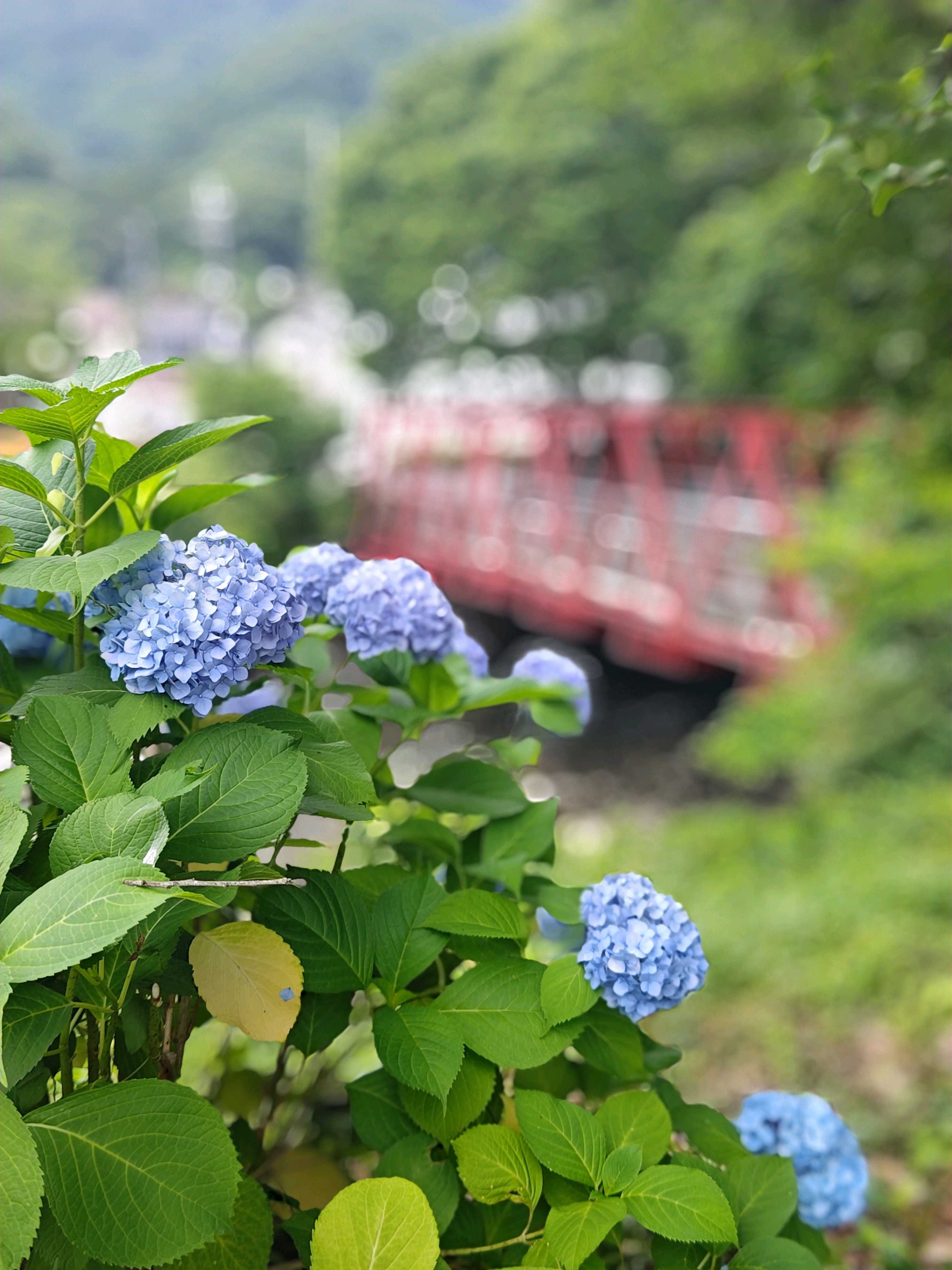 No.61 2024年久安寺•あじさい浮かべ｜🍀GreenSnap（グリーン