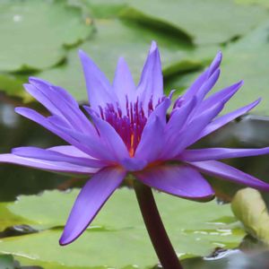 熱帯スイレン,温室,都立神代植物公園の画像