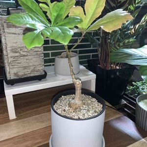 クッソニア,観葉植物,植え替え,塊根植物,コーデックスの画像