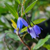 スイレンボク,ストレプトカーパス,ソリア,ソリア,アナベルの画像