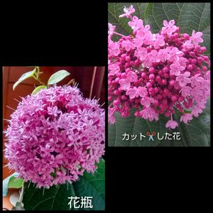 ボタン臭木,地植え,花のある暮らし,花瓶の花,小さい花壇の画像