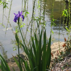 アヤメ,シダレヤナギ,今日のお花の画像