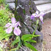 アヤメ,イチハツ,イチハツ,鶴舞公園,鶴舞公園花散歩の画像