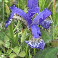 アヤメ,コアヤメ,花壇,ガーデニング,山野草の画像